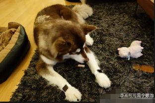 娱乐吃瓜酱安乐狗狗,娱乐吃瓜酱的温馨故事