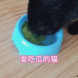 娱乐吃瓜猫咪视频大全,猫咪吃瓜视频大盘点